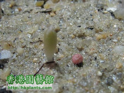 Frailea Asterioides 士童 BB.jpg