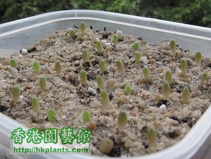 Frailea Asterioides 士童 BB.jpg