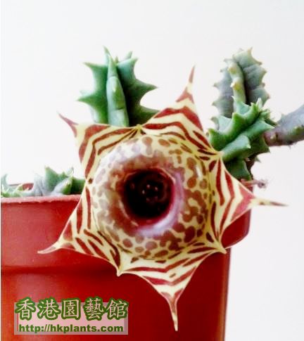 stapelia.JPG