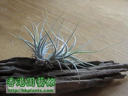 Tillandsia ehlersiana \\'Rauh\\' 河豚.jpg