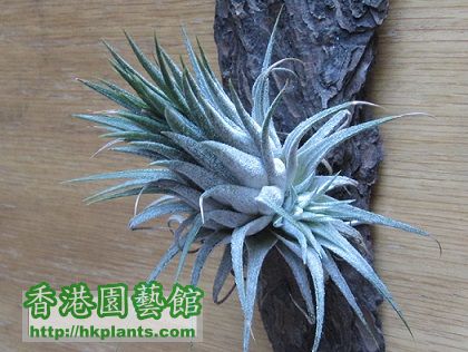 Tillandsia ionantha fuego 小精靈.jpg