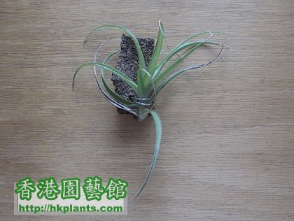 Tillandsia multiflora 幕蒂佛拉.jpg