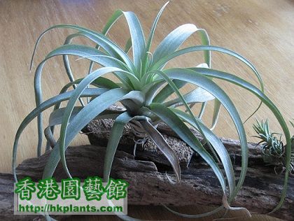 Tillandsia capitata peach 卡比塔塔.jpg