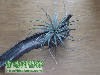 Tillandsia concolor 空可樂.jpg