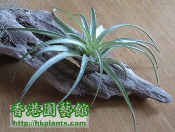 Tillandsia brachycaulos 貝可利.jpg