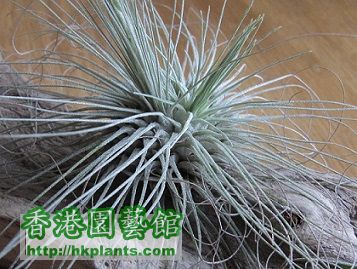 Tillandsia fuchsii 白毛毛.jpg