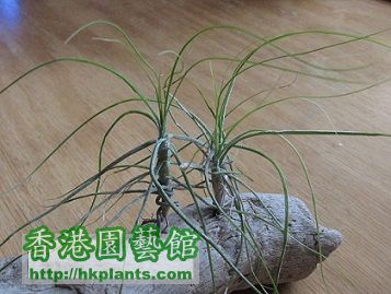 Tillandsia schiedeana Minor 琥珀.jpg