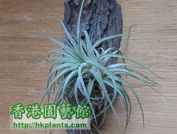 Tillandsia ionantha 小精靈 a.jpg