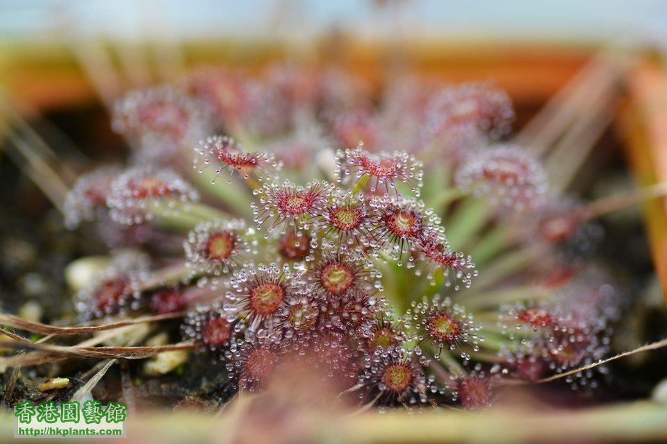 Drosera petolaris