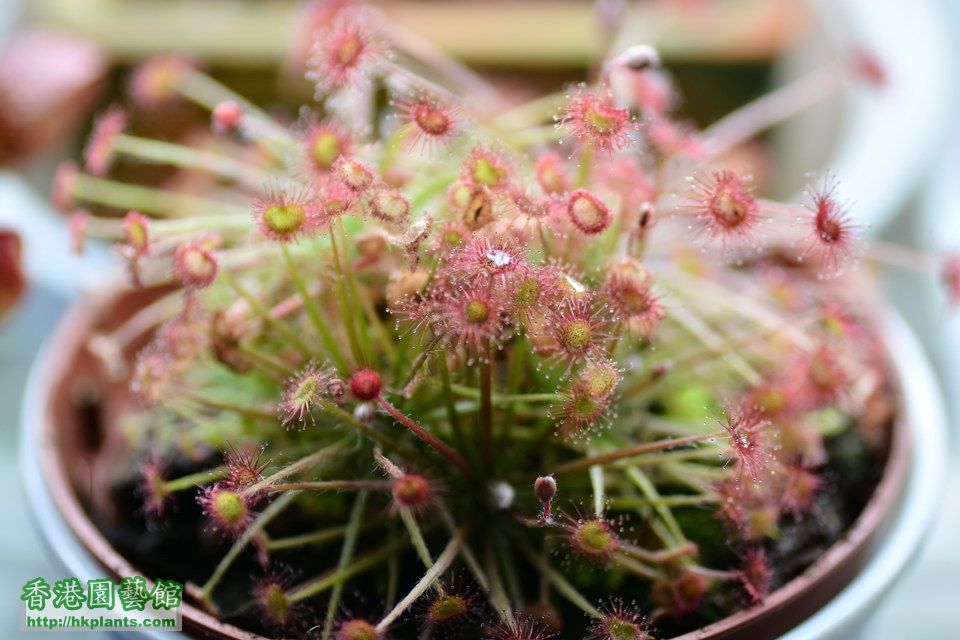  孔雀北領地毛氈苔 Drosera paradox 2