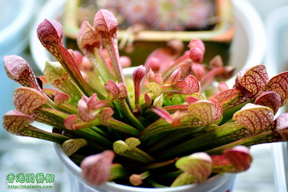  鸚鵡瓶子草 Sarracenia psittacina