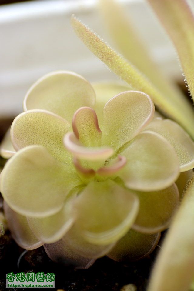  圓花捕蟲堇 Pinguicula rotundifolia