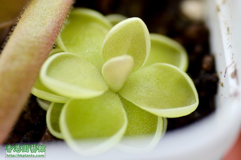  愛絲捕蟲堇 Pinguicula esseriana