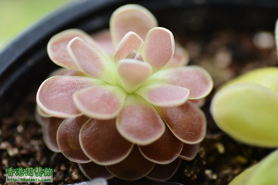 弗洛里捕蟲堇 Pinguicula 'Florian'