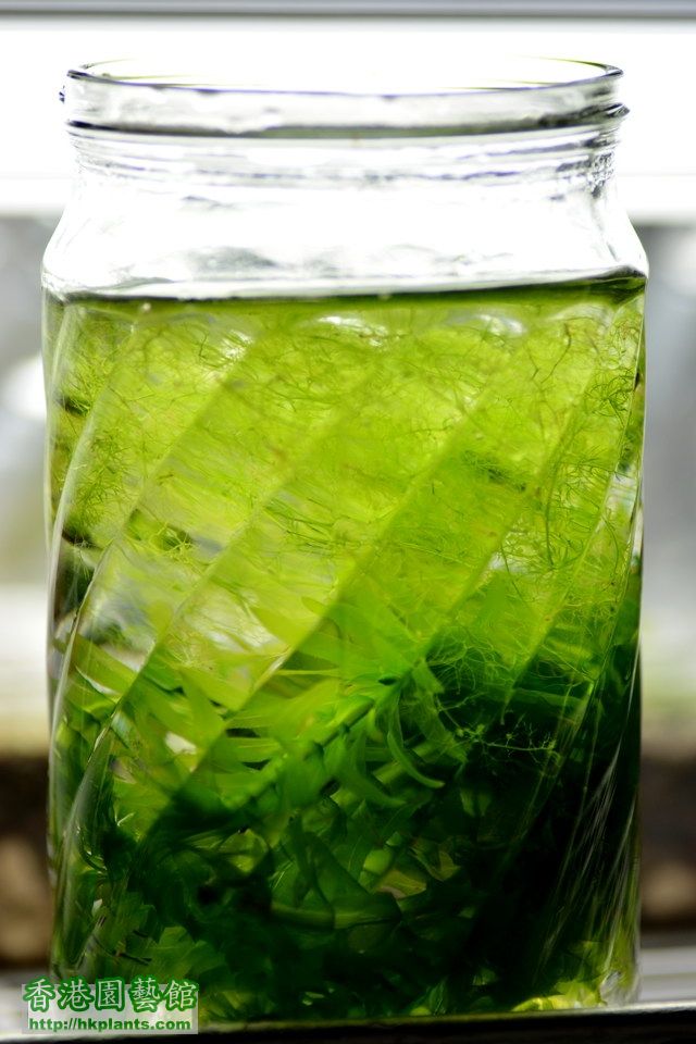 水生狸藻