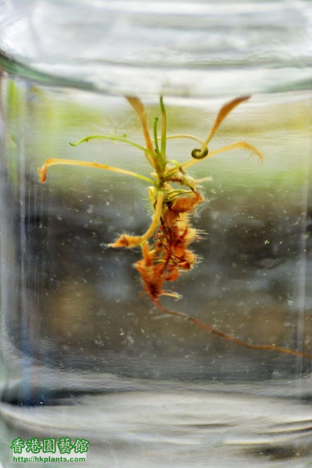 實驗中的水種 好望角毛氈苔 Drosera capensis
