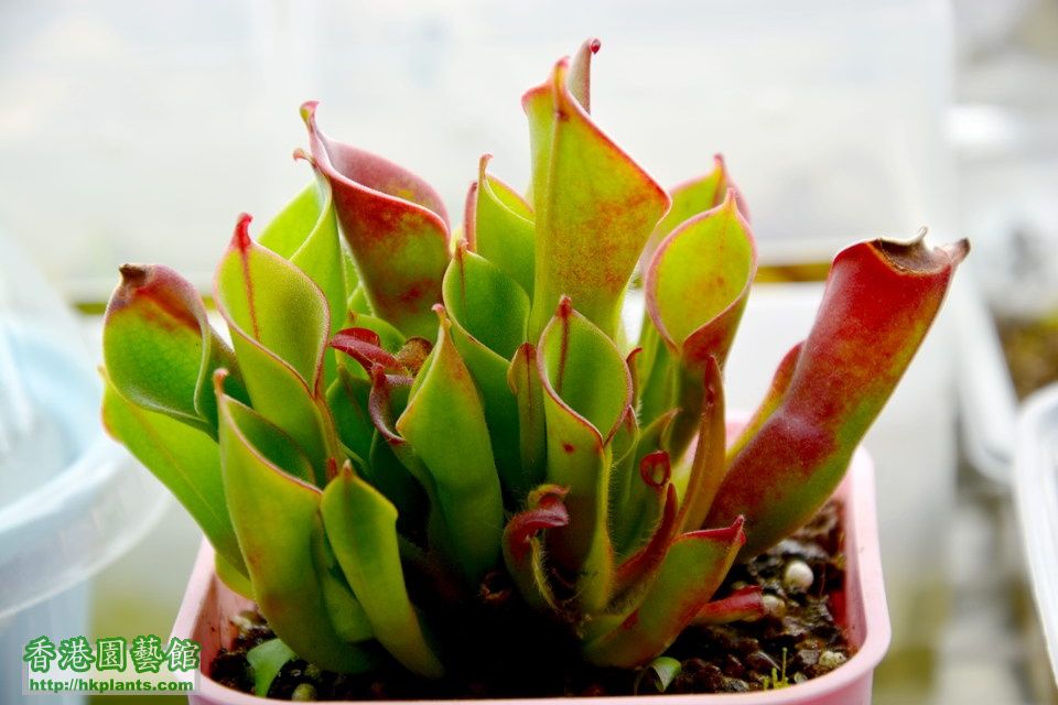 另解太陽X小太陽瓶子草 Heliamphora heterodora x minor