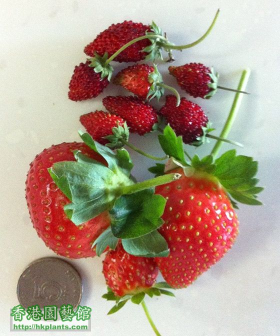 Strawberry34.jpg