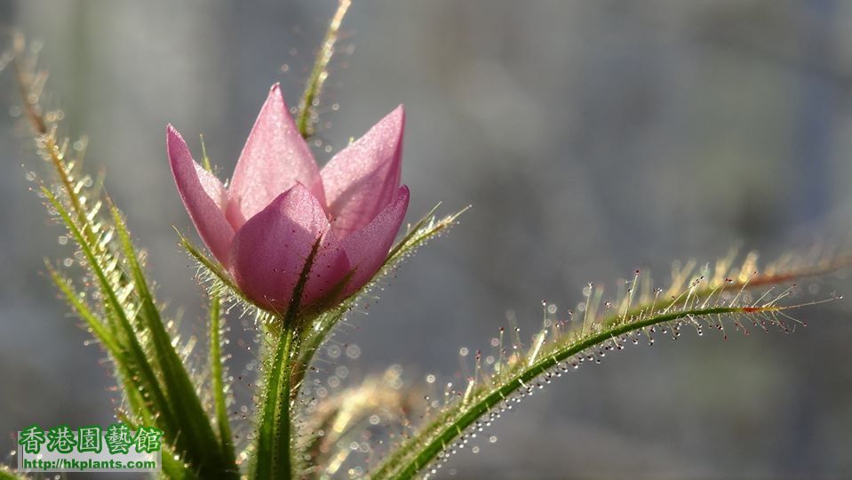 Roridula gorgonias flower
