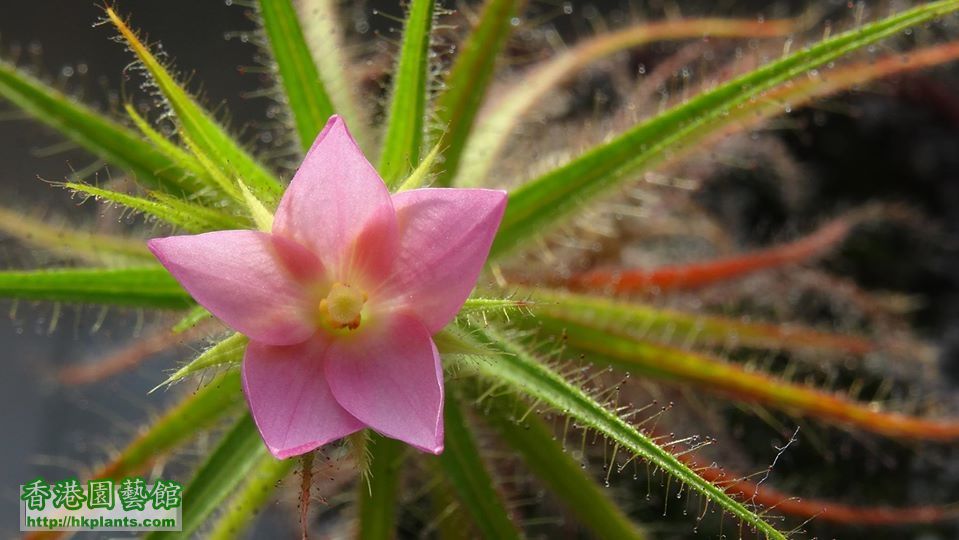 Roridula gorgonias flower