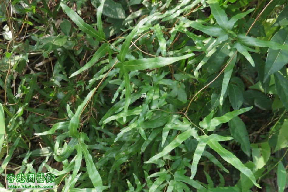 海金沙   ( Lygodium japonicum )