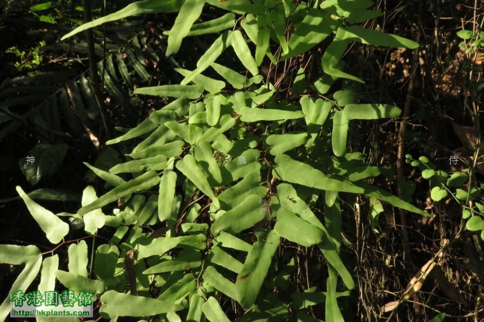小葉海金沙  ( Lygodium microphyllum )