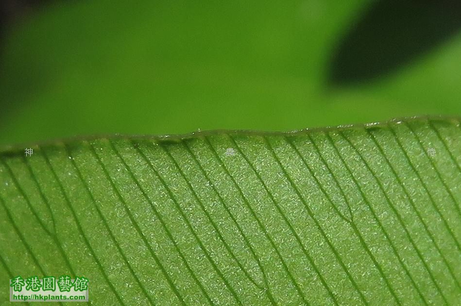 其中一個分別係佢葉緣係全緣﹐而“掌葉海金沙”( Lygodium digitatum )葉緣有細鋸齒 ...