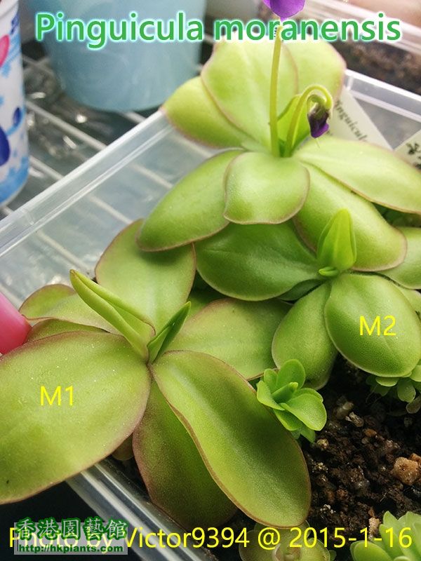 Pinguicula moranensis