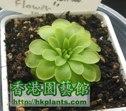 Pinguicula special yellow flower