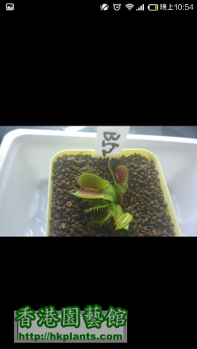 Dionaea muscipula B52