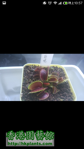 Dionaea XL Clone超大