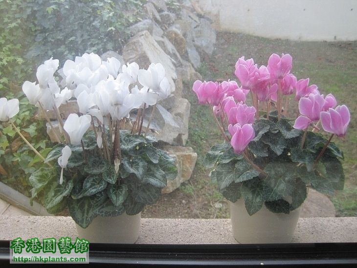 cyclamen 兔仔花