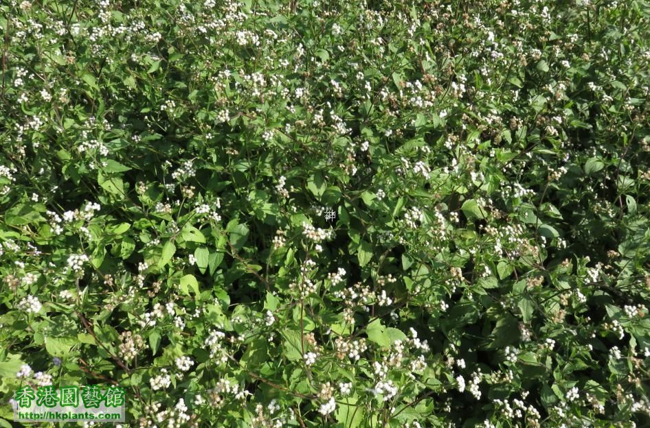 藿香薊 ( Ageratum conyzoides )群