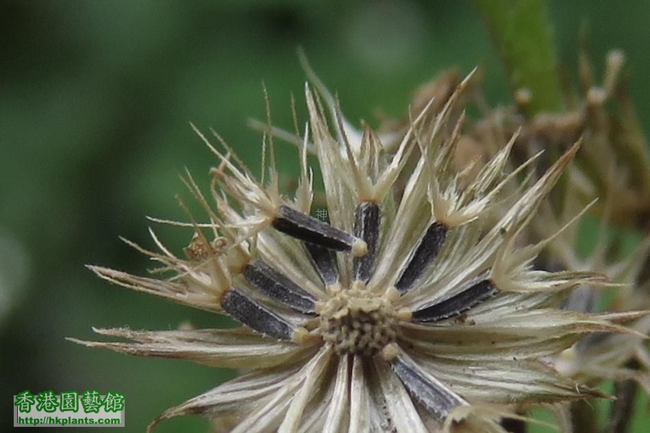 藿香薊 ( Ageratum conyzoides ) 