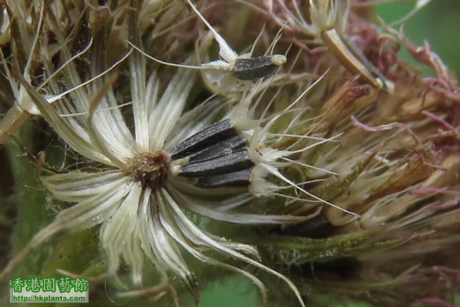  熊耳草 ( Ageratum houstonianum )     