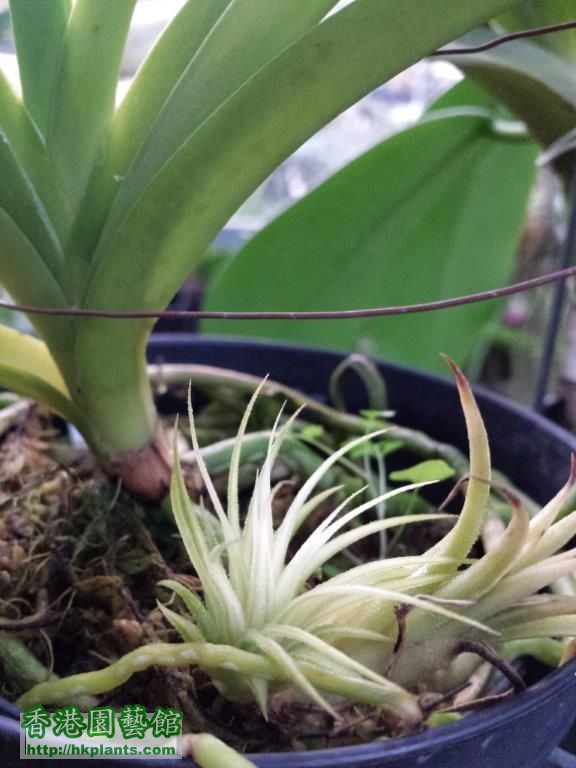 Tillandsia-ionantha-albo-marginata.jpg