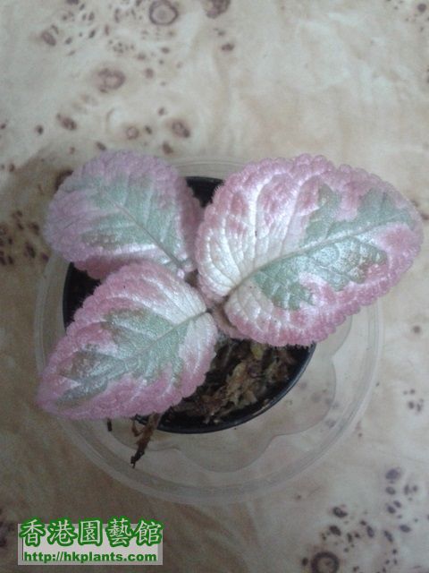 Episcia Cleopatra.jpg