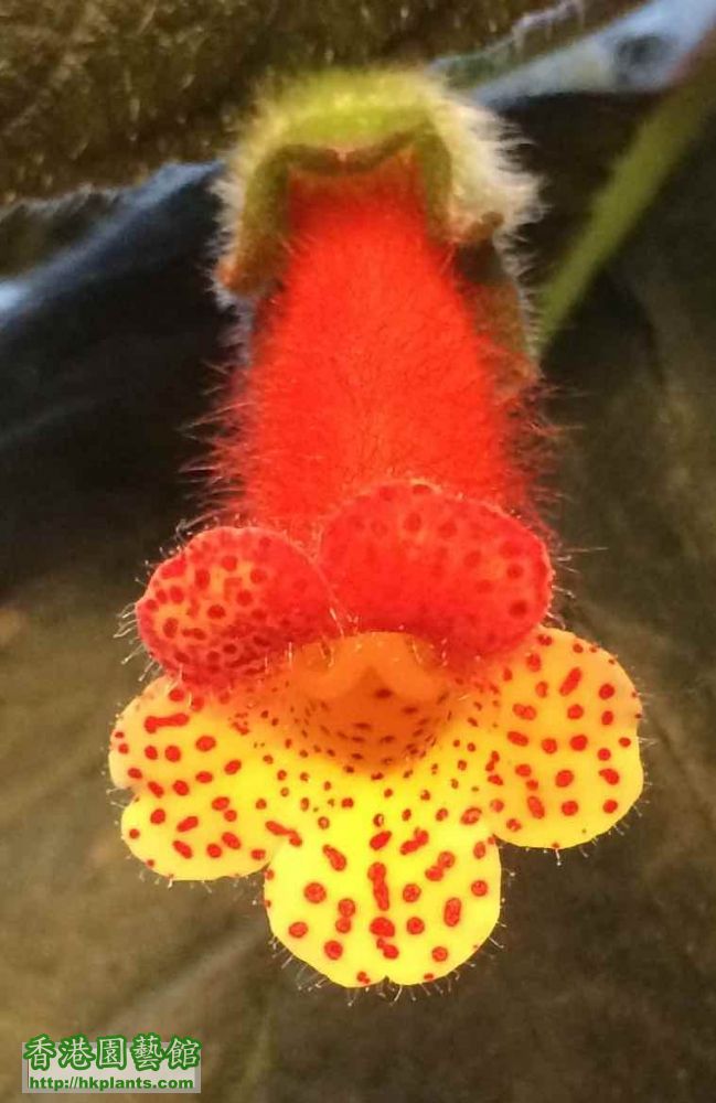 Kohleria Brimstone.jpg