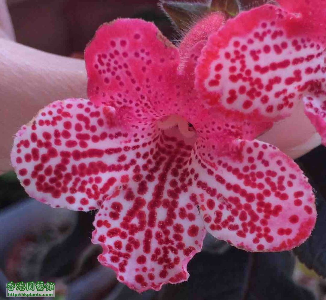 Kohleria Queen Olympus.jpg