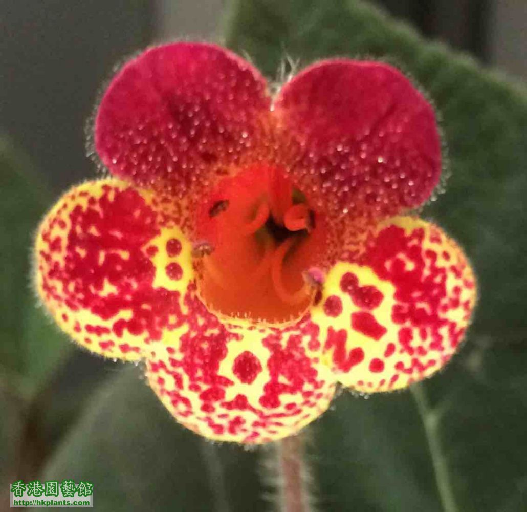 Kohleria Multifolia.jpg