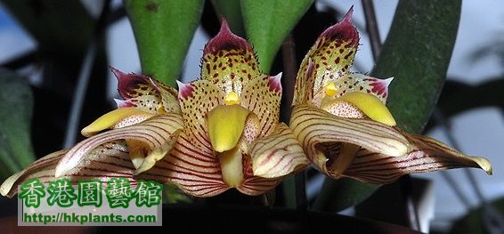 Bulbophyllum-bicolor-DSC_5796.jpg