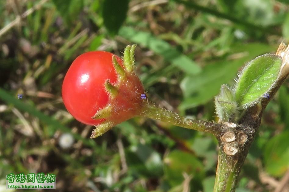 呢個係“雙花龍葵”(Lycianthes biflora )