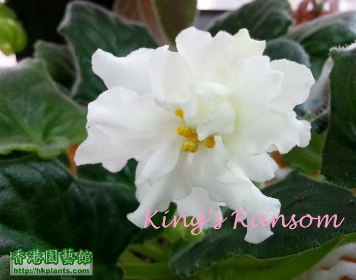 King's Ransom-20150312