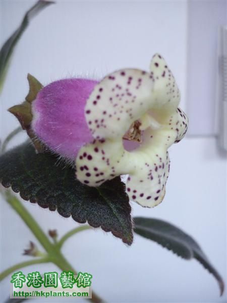 K. Digitaliflora ( (Medium).JPG