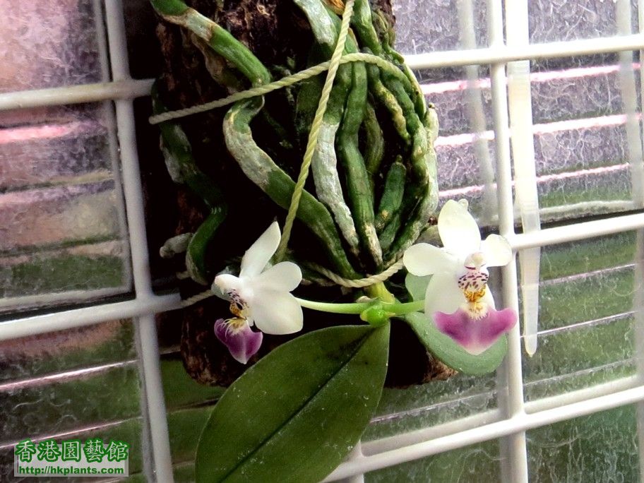 Phalaenopsis parishii -c 28 Mar 2015.jpg