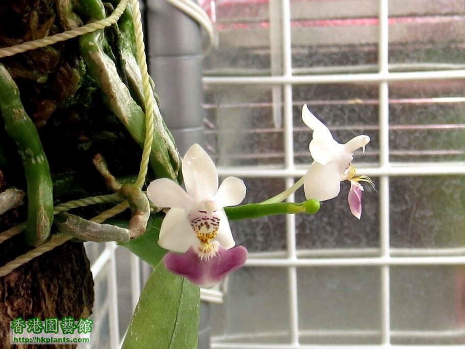 Phalaenopsis parishii -b 28 Mar 2015.jpg