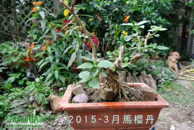 馬櫻丹盆栽