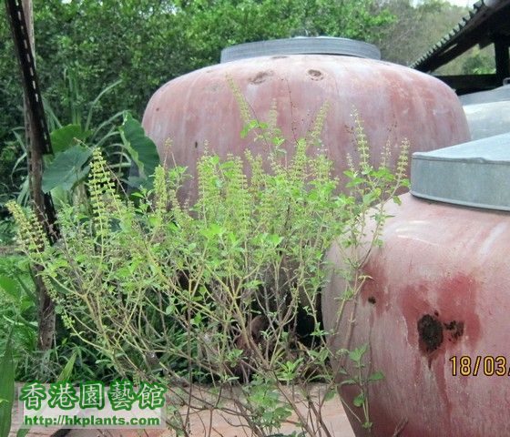 thai holy basil from uttaradit 2.jpg