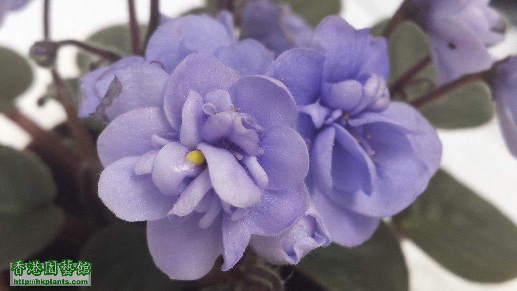 C) 淺紫色花