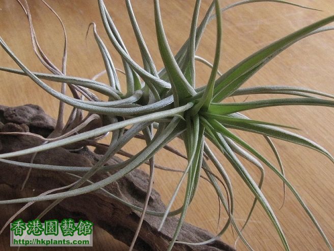 Tillandsia bergeri 貝姬.jpg